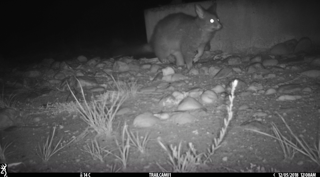 fox chasing possum in pinkerton 2.jpg